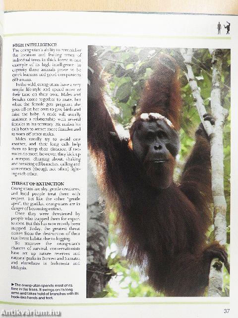 Mammals: Primates Insect-Eaters and Baleen Whales