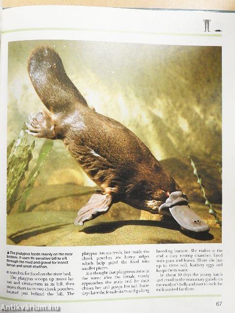 Mammals: Primates Insect-Eaters and Baleen Whales