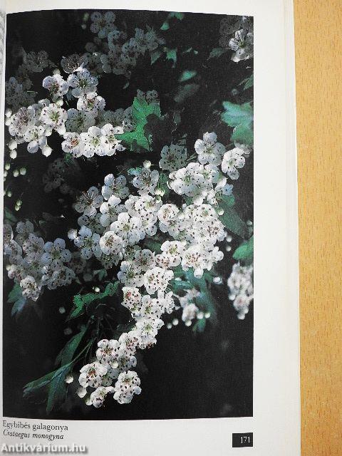 Erdők, mezők patikája