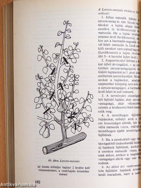 Gyümölcstermesztés házi-háztáji kertekben