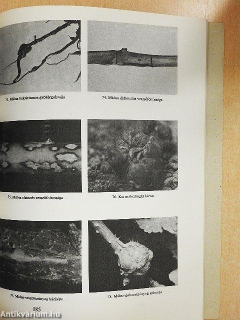 Kiskertek és házikertek növényvédelmi naptára