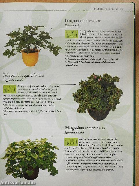 Szobanövények A-tól Z-ig