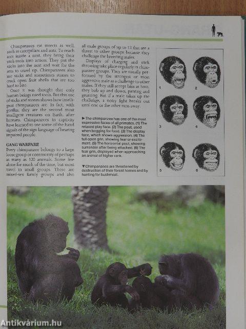 Mammals: Primates Insect-Eaters and Baleen Whales