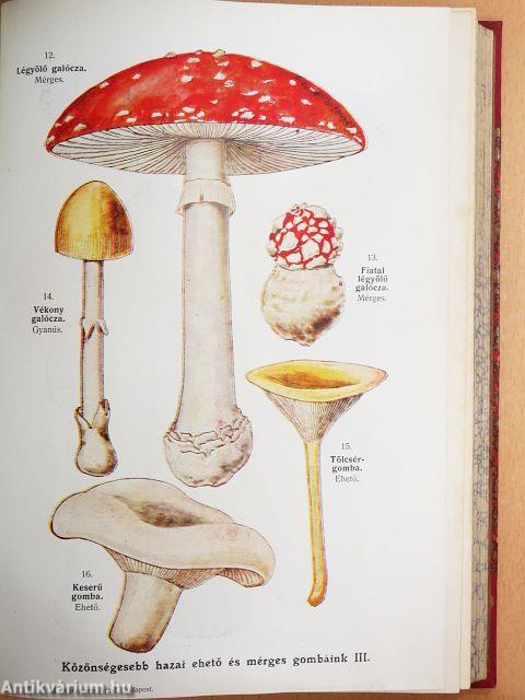 Természettudományi Közlöny 1915. (nem teljes évfolyam)