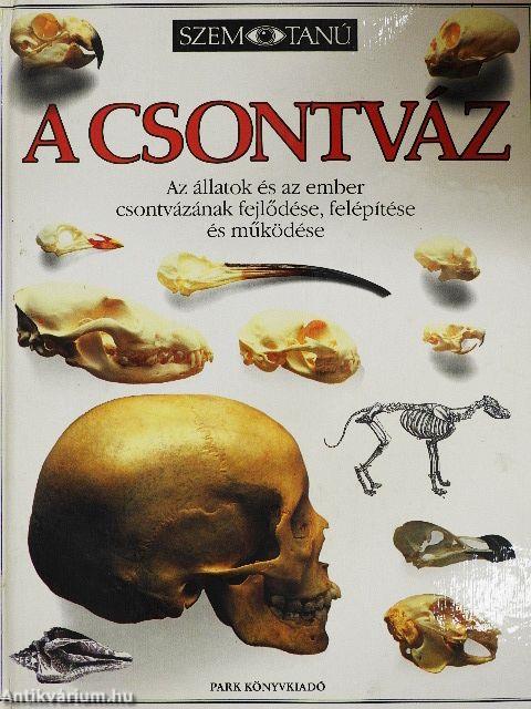 A csontváz