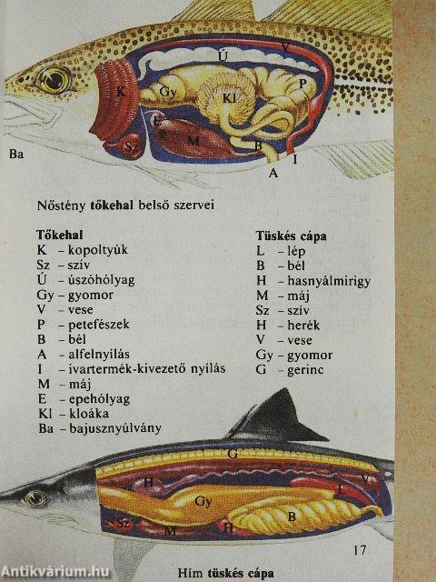 Halak
