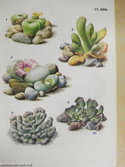 Különös növények