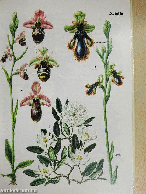 Különös növények