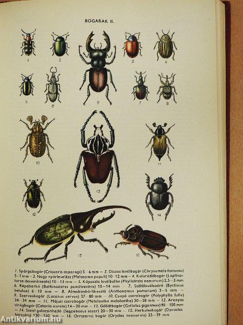 Természettudományi lexikon 1-7.