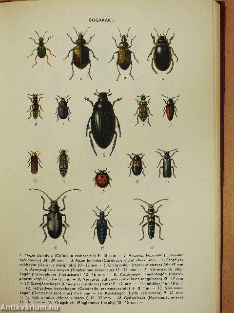 Természettudományi lexikon 1-7.