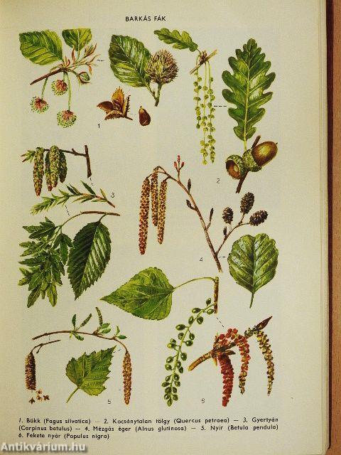 Természettudományi lexikon 1-7.