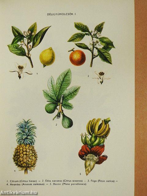 Természettudományi lexikon 1-7.