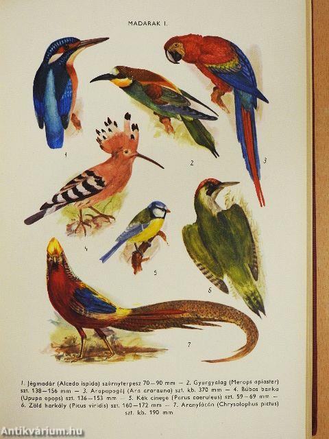 Természettudományi lexikon 1-7.