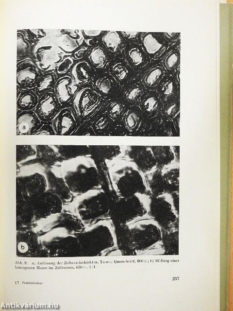 Symbolae Praehistoricae