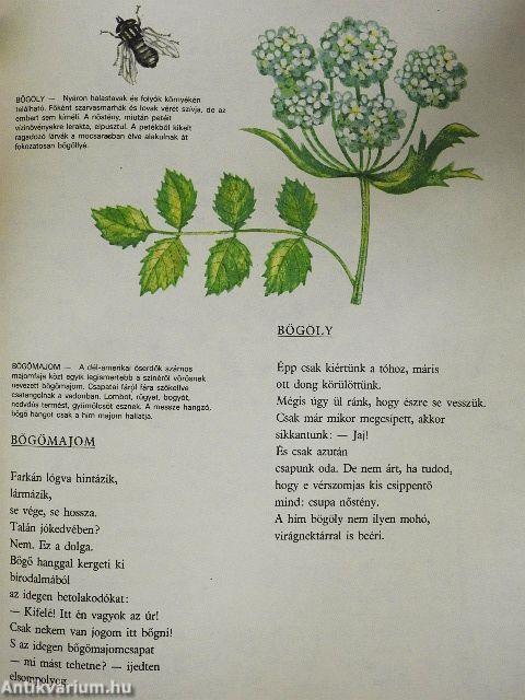 Állatvilág képekben