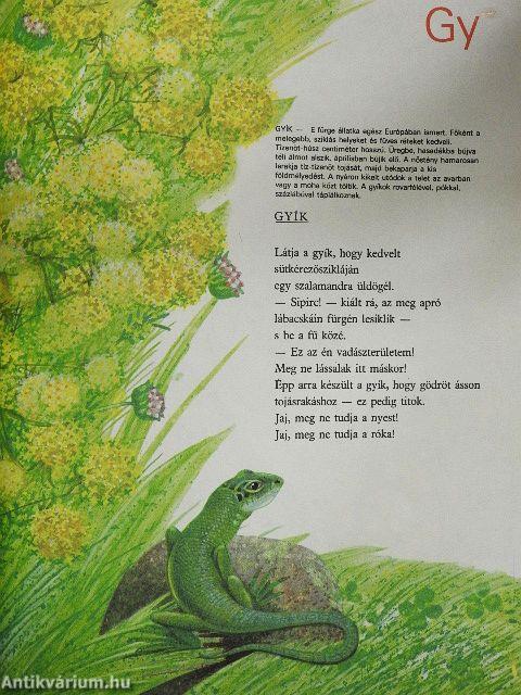 Állatvilág képekben