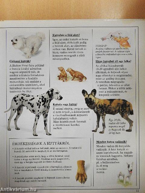Csodálatos, titokzatos állatvilág