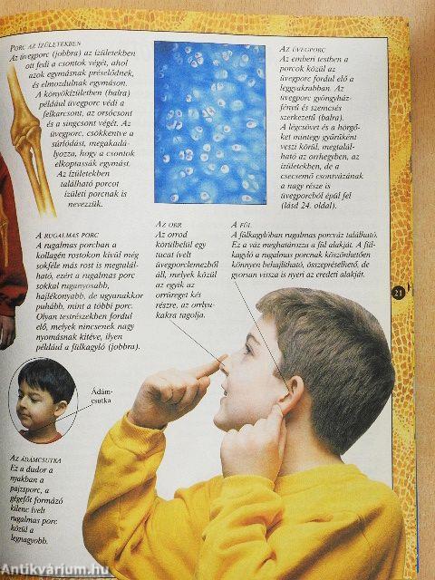 Az emberi test enciklopédiája