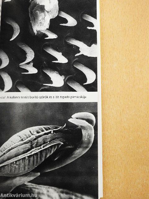 Kullancsok és betegségek