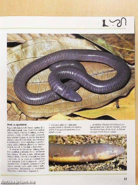 Hüllők és kétéltűek