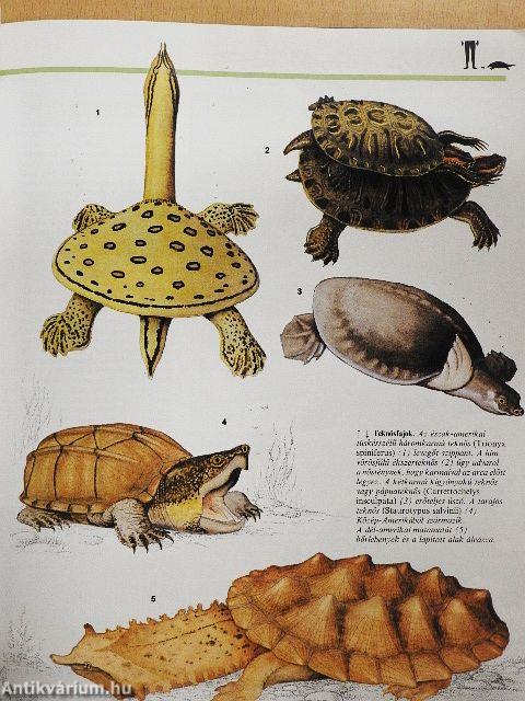 Hüllők és kétéltűek