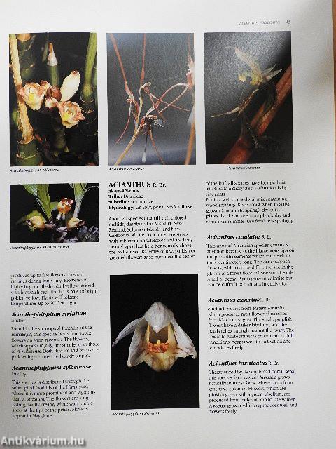 The Illustrated Encyclopedia of Orchids