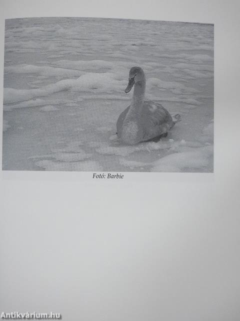 Isten könnycseppje Balaton (dedikált példány)