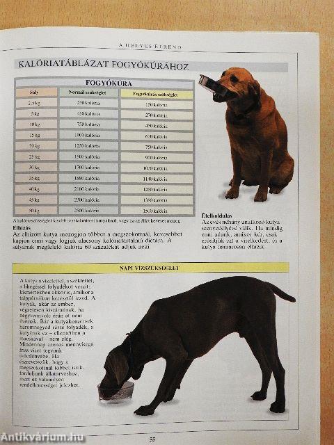 A kutyatartás nagy kézikönyve