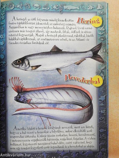 Tengeri állatok képeskönyve