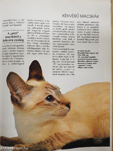 Értsük meg a cicánkat!