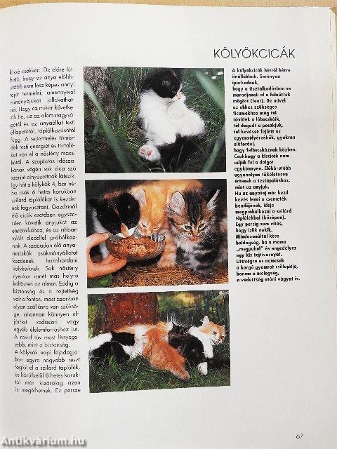 Értsük meg a cicánkat!