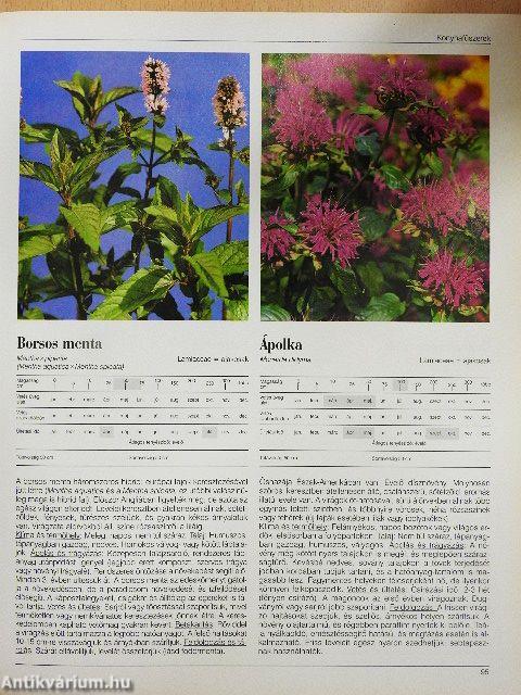 Haszonnövények ábécéje