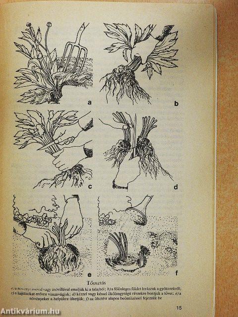 Kerti virágaink gondozása