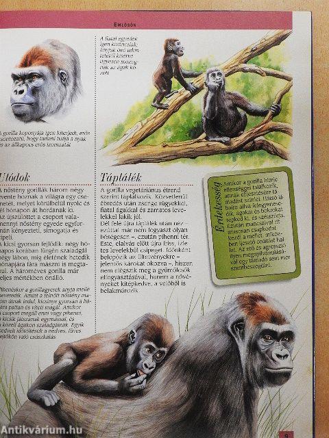 Az afrikai őserdők állatvilága