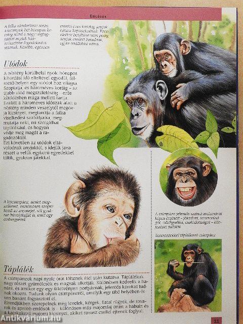 Az afrikai őserdők állatvilága