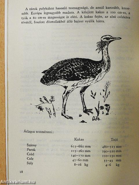 Múzeumi Híradó 1975/1.