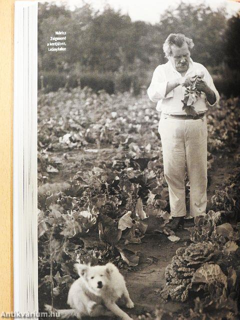 Szellem a fazékból II.