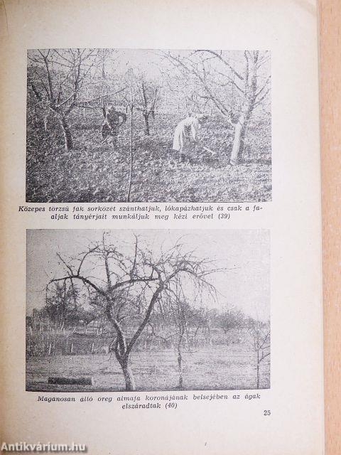 A gyümölcsfák metszése képekben