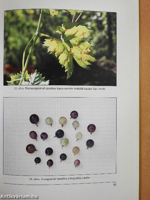 Új magyar szőlőfajták