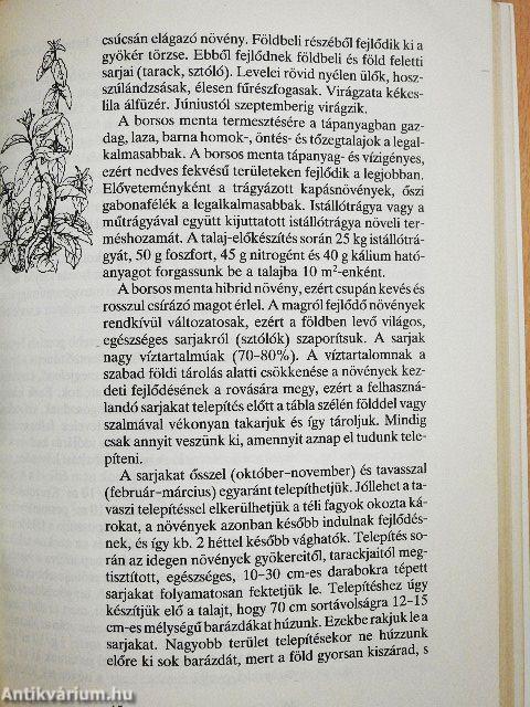 Fűszerek és gyógyító növények a kertből