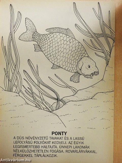 Földünk élővilága - Vízi állatok 2.