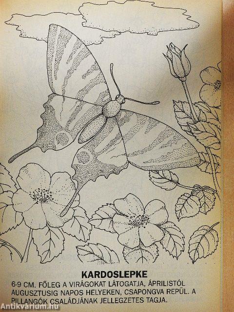 Földünk élővilága - Ízeltlábúak 1.