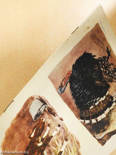 Kisdobos 1956. október