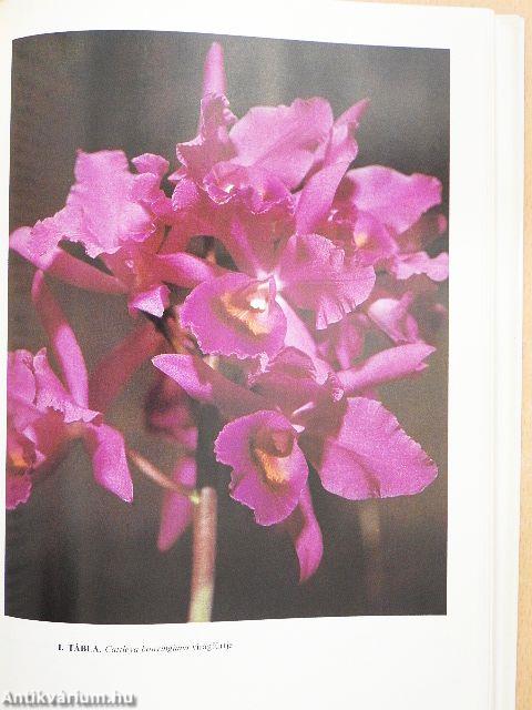 Orchideák és broméliák