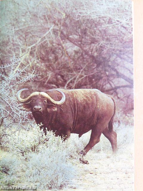 Szafári a Kilimandzsáró alatt