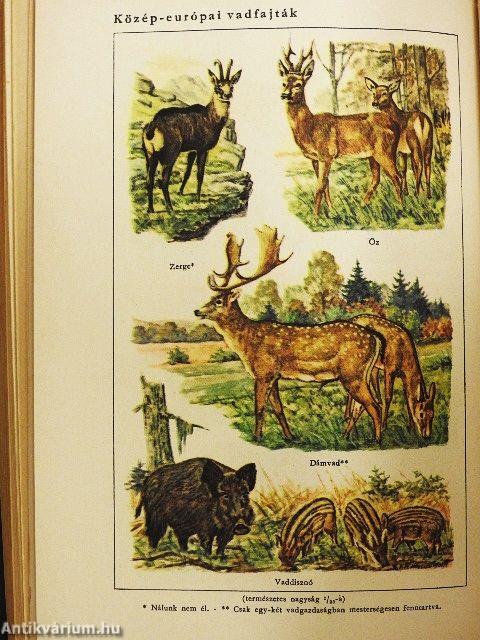 A természettudományok zsebkönyve