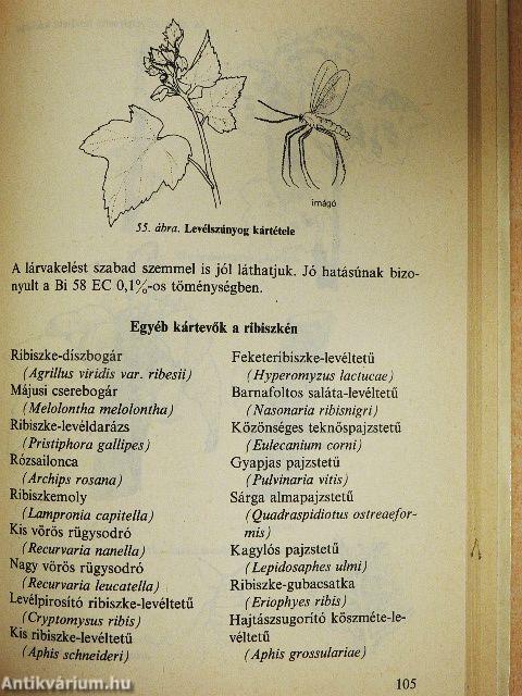 Bogyósgyümölcsűek védelme a házikertben