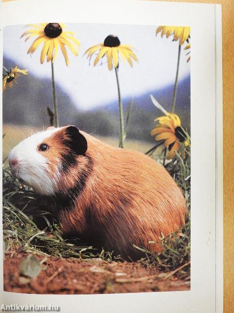 A tengerimalac