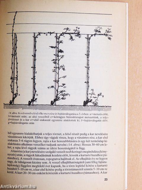 A kordonművelésű szőlő