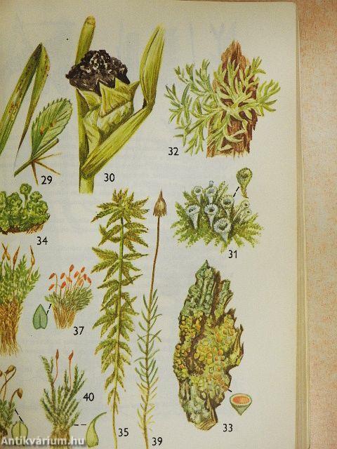 Kis növényhatározó